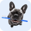 Quality Pet Food & Supplies for Dogs & Cats image 53