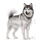 Royal Canin Joint Care Maxi Adult Dog Dry Food image 4