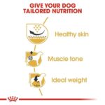 Royal Canin Pug Adult Dog Dry Food image 3