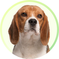 Savavet Dermoscent Pyoclean Shampoo for Dogs & Cats image 4