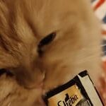 Sheba Chicken & Chicken Whitefish Sasami Selection Melty Premium Cat Treats image 2