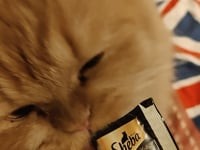 Sheba Tuna Flavor and Tuna & Prawn Maguro Selection Melty Premium Cat Treats