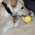Skatrs 3 Ball Rope Tug Toy for Dogs and Cats (Yellow) image 2