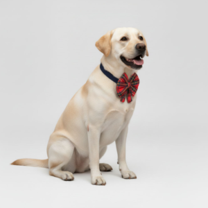 Skatrs Checkered Scottish Red Bow for Dogs and Cats