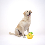 Skatrs Mango Plush Toy for Dogs image 4