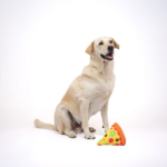 Skatrs Pizza Plush Toy for Dogs image 4