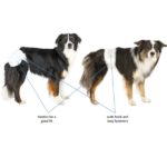 Trixie Diapers for Male Dogs (40x60cm) image 3