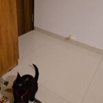 Trixie Playing Rod with Feathers Toy for Cats image 2