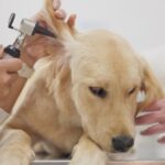 Vivaldis Clearify Ear Cleanser (Tris EDTA) for Dogs & Cats (100ml) image 3