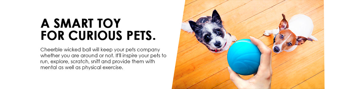 Toys for dog