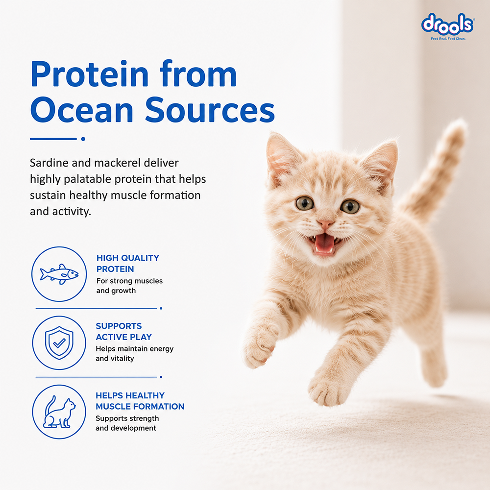 Drools Ocean Fish Kitten Cat Dry Food image 4