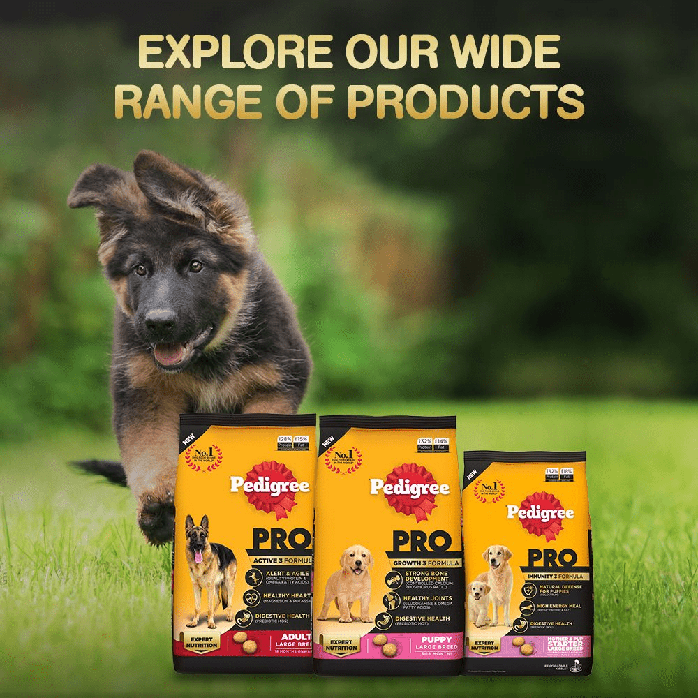 Pedigree PRO Expert Nutrition for Large Breed Puppy Dry and Chicken Chunks in Gravy Puppy Wet Food Combo image 10
