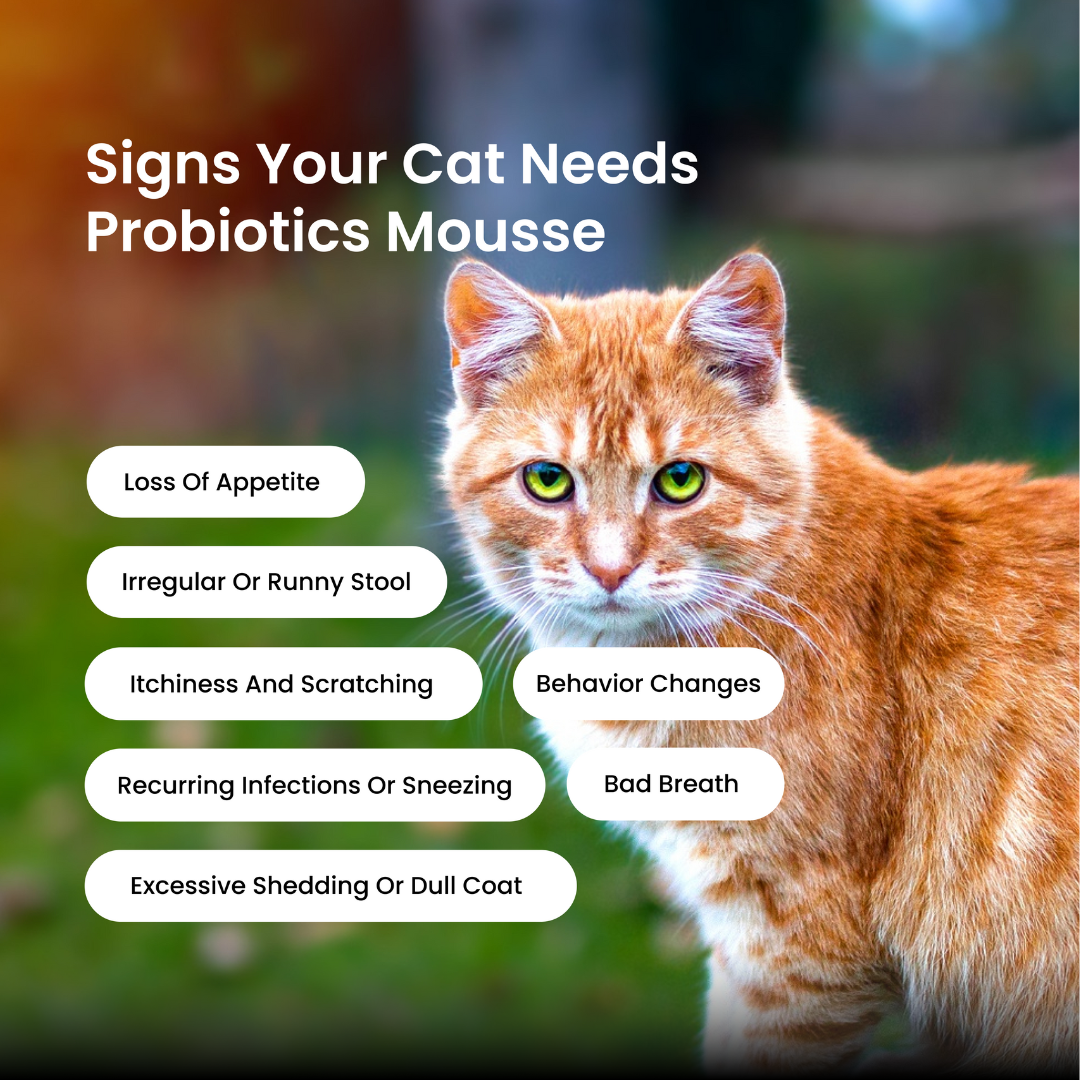 Absolut Pet Probiotics Gut Health Creamy Supplementss for Cats image 3