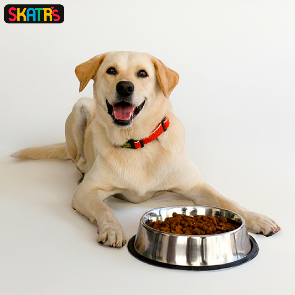 Skatrs Anti Skid Stainless Steel Bowl for Dogs and Cats (1400mL) image 5
