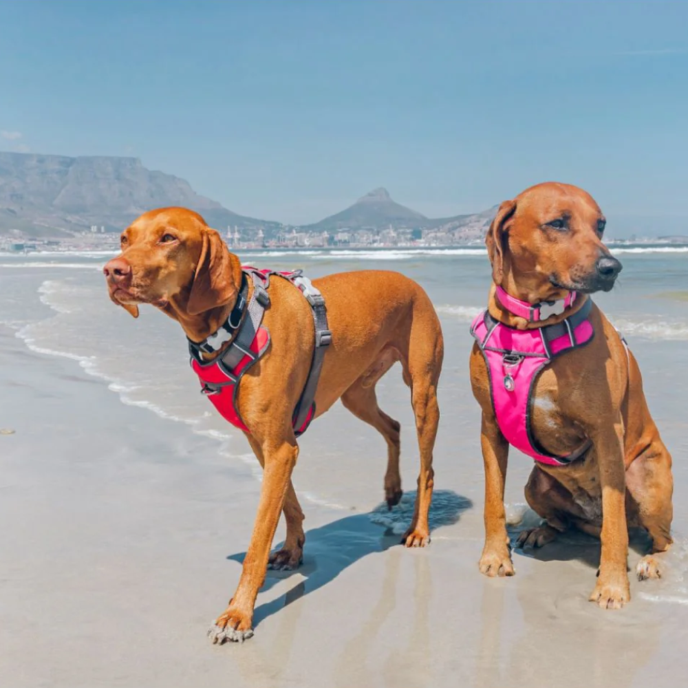 Red Dingo Padded Harness For Dogs (Red) image 2