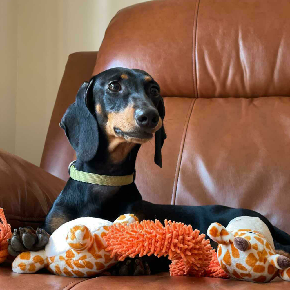 Barkbutler Garry The Giraffe Plush Toy for Dogs | For Soft Chewers image 6