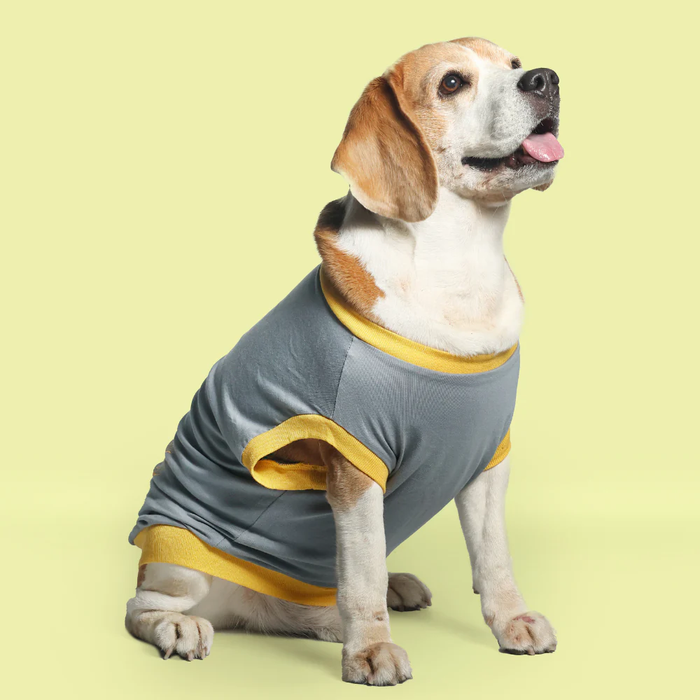 Pet Set Go Single Taken In Relationship Sleeveless Tshirt for Dogs (Grey) image 3