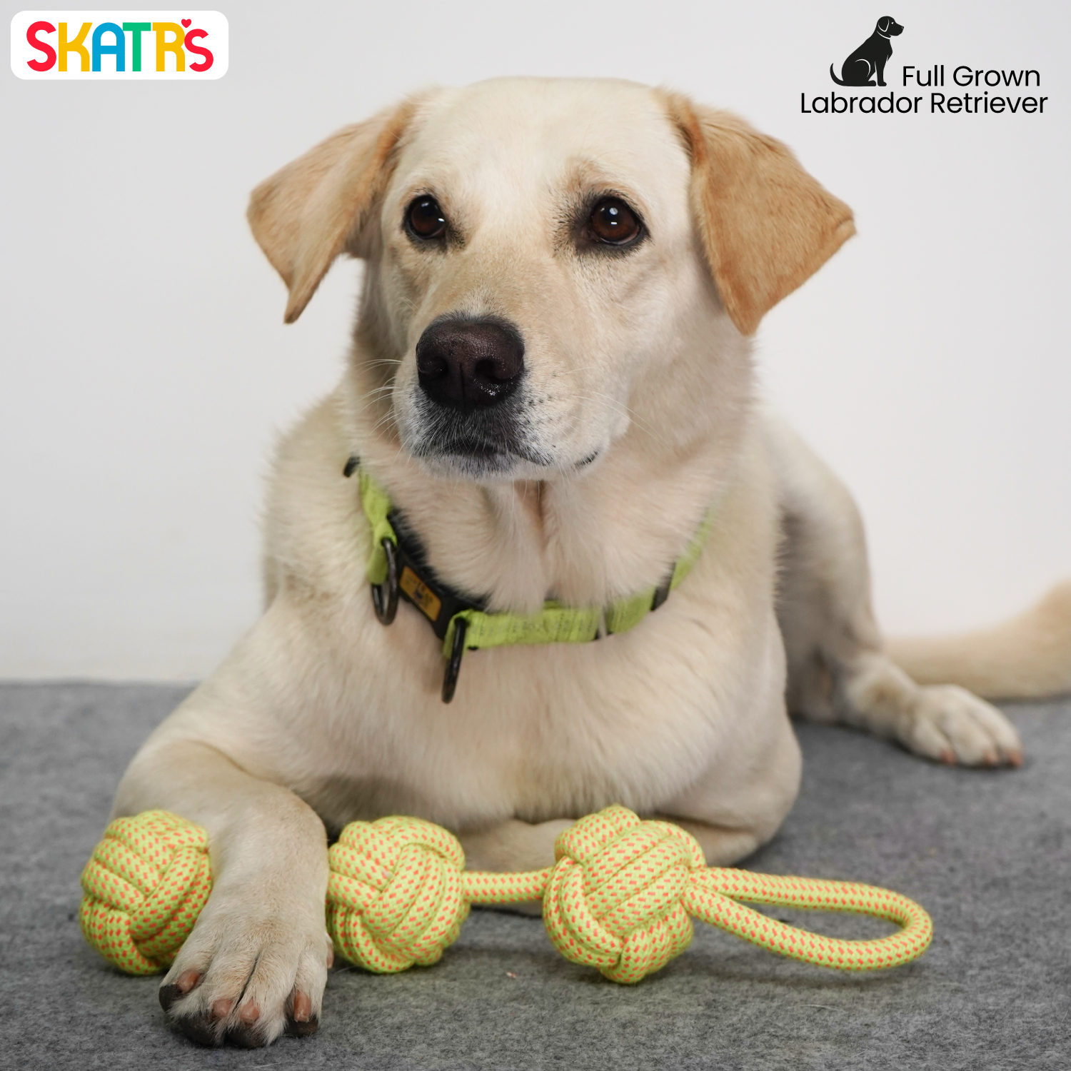 Skatrs 3 Ball Rope Tug Toy for Dogs and Cats (Yellow) image 4