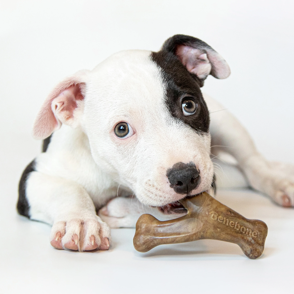 Benebone Bacon Flavored Dental and Wishbone Chew Toys for Puppy image 4