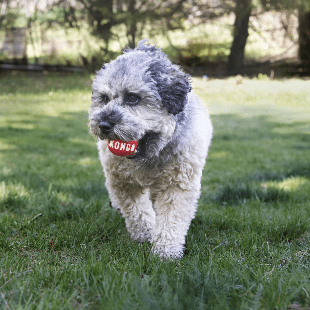 Kong Signature Ball Toy for Dogs image 5
