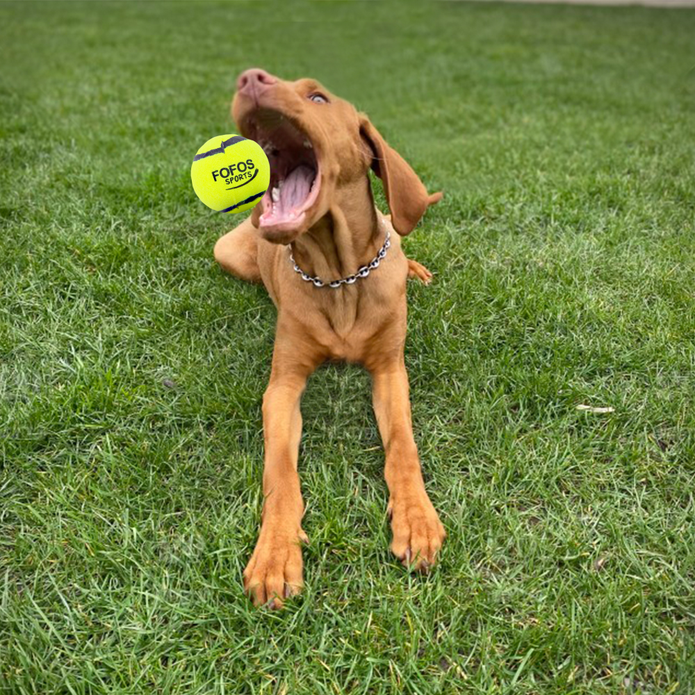 Barkbutler x Fofos Sports Fetch Ball for Dogs image 8