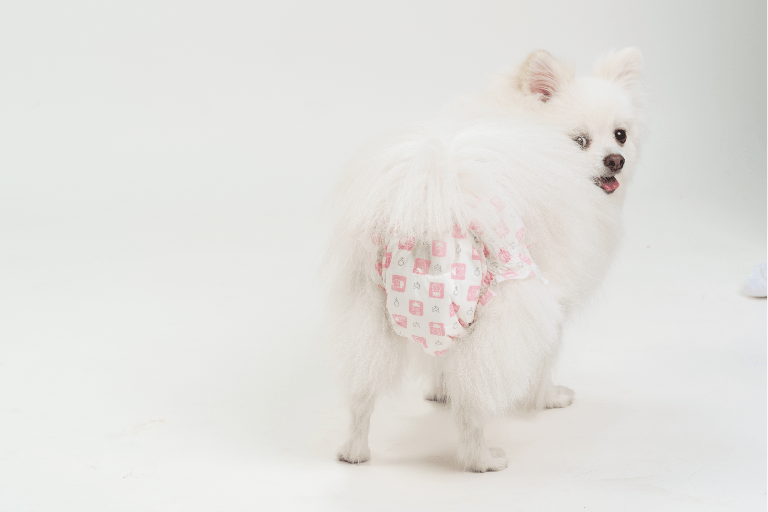 Barkbutler x Fofos Diaper for Female Dogs (43x65cm) image 8