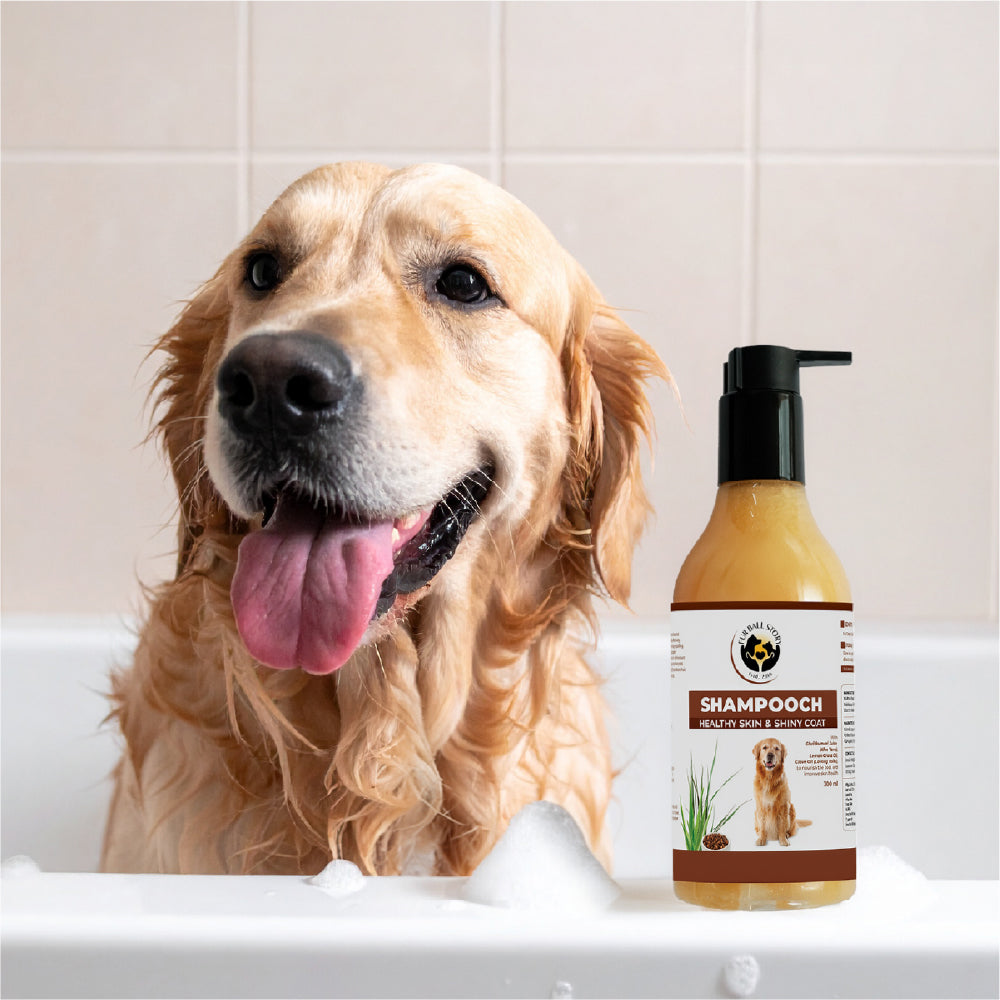 FurBall Story Shampooch Healthy Skin & Shiny Coat Shampoo for Dogs image 8