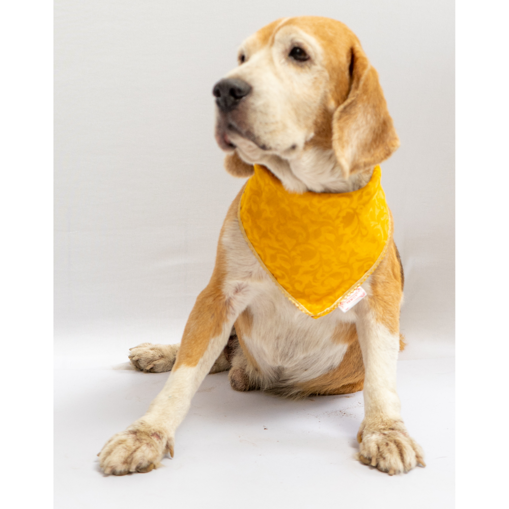 Pawgypets Occasion Wear Bandana for Dogs and Cats (Yellow) image 2