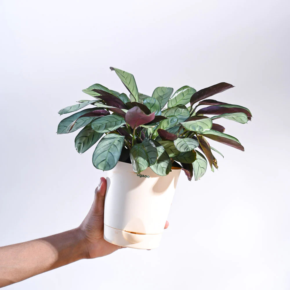 Ugaoo Calathea Prayer Indoor Live Pet Safe Plant with Pot image 5