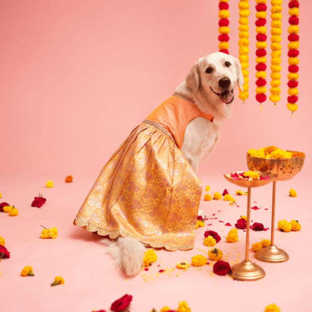 Floof & Co Banarasi Lehenga for Dogs (Pink/Yellow) image 3