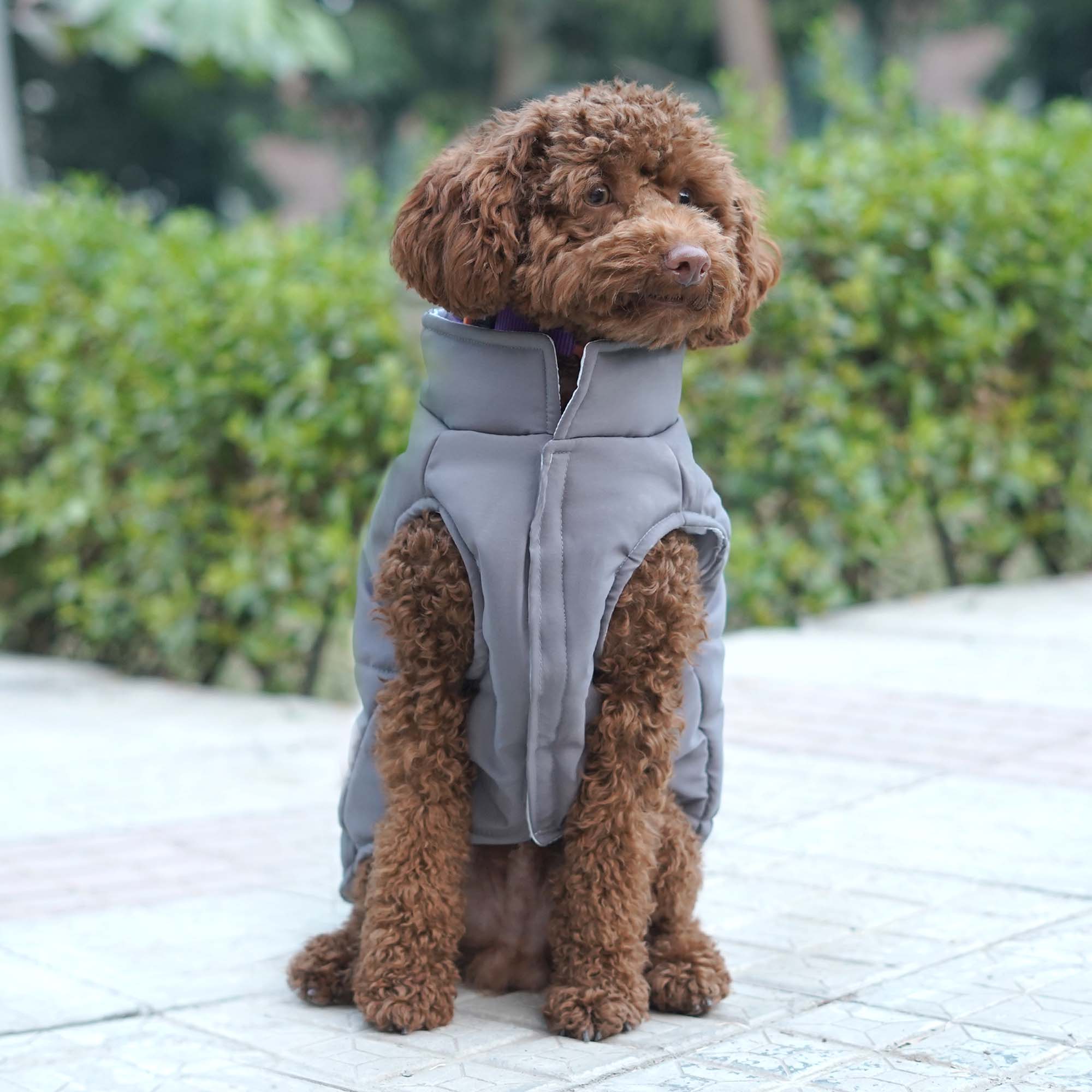 Pets Way Frost Winter Jacket for Dogs (Grey)