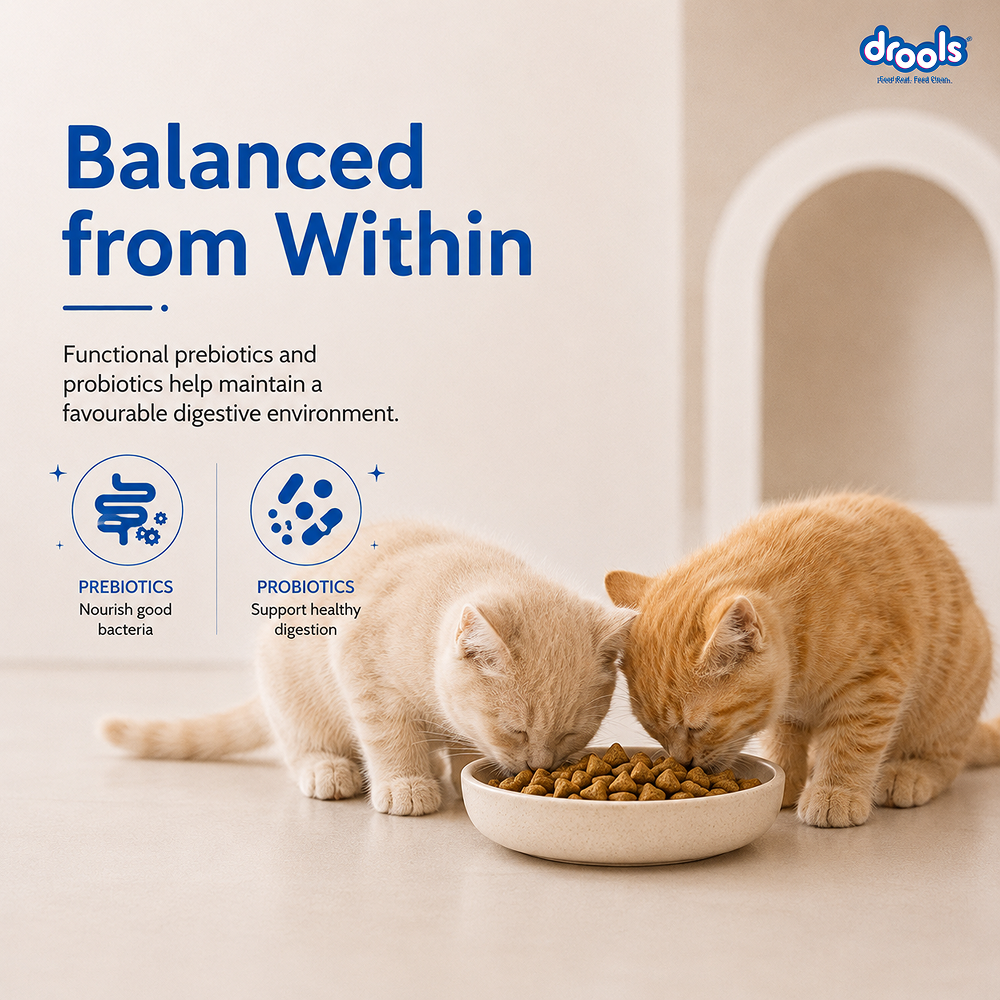 Drools Ocean Fish Kitten Cat Dry Food image 7