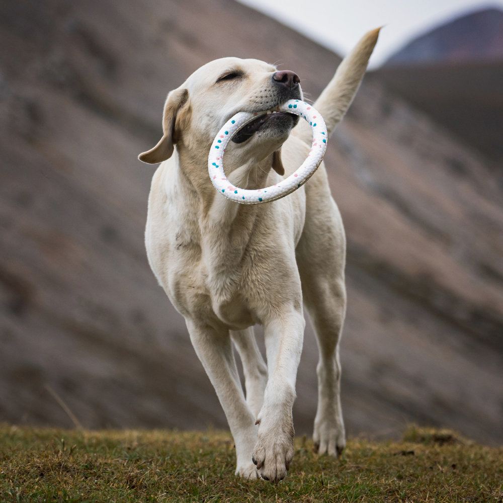 Talking Dog Club Bloom Ring Indestructible Heavy Chew Toy for Dogs (White) image 5