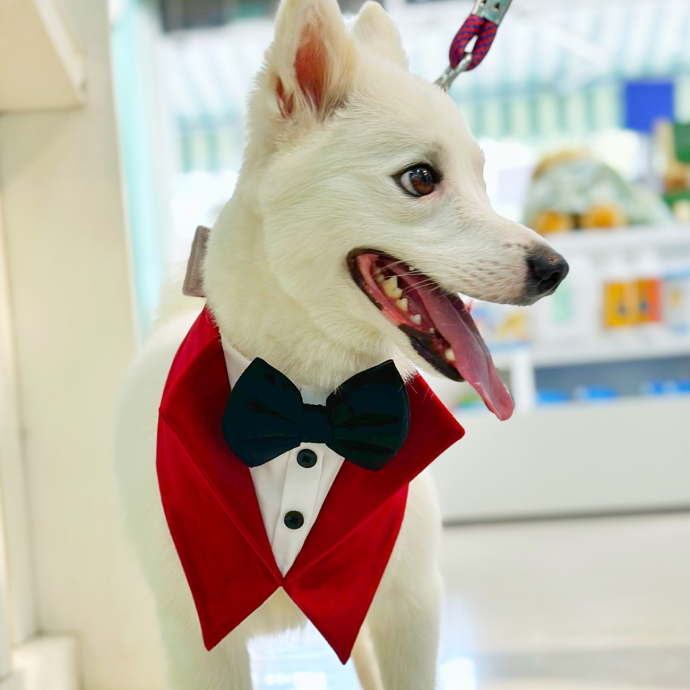 Dogobow Velvet Tuxedo Vest Bandana for Dogs (Red) (Get a Bow Free) image 4