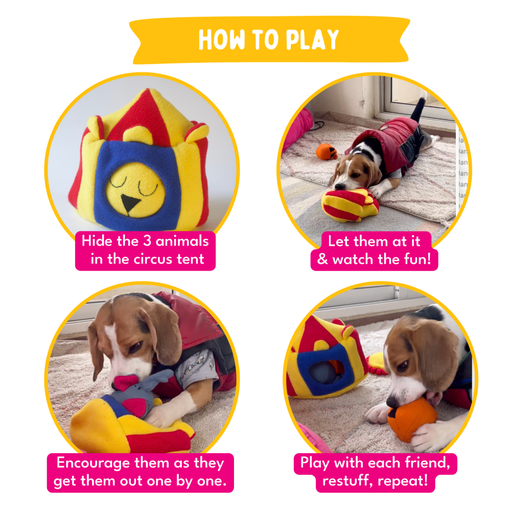 For The Love Of Dog Hide and Seek Squeaky Circus Toy for Dogs image 4