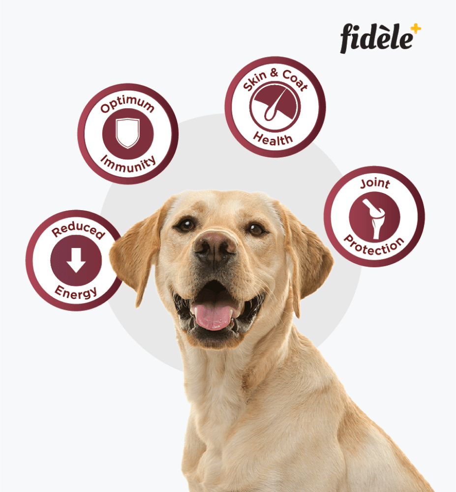 Fidele Plus Adult Light & Senior Dog Dry Food image 8