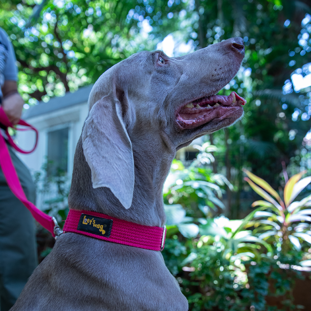 Let's Wag Double Handle Fabric Leash for Dogs (Pink) image 3