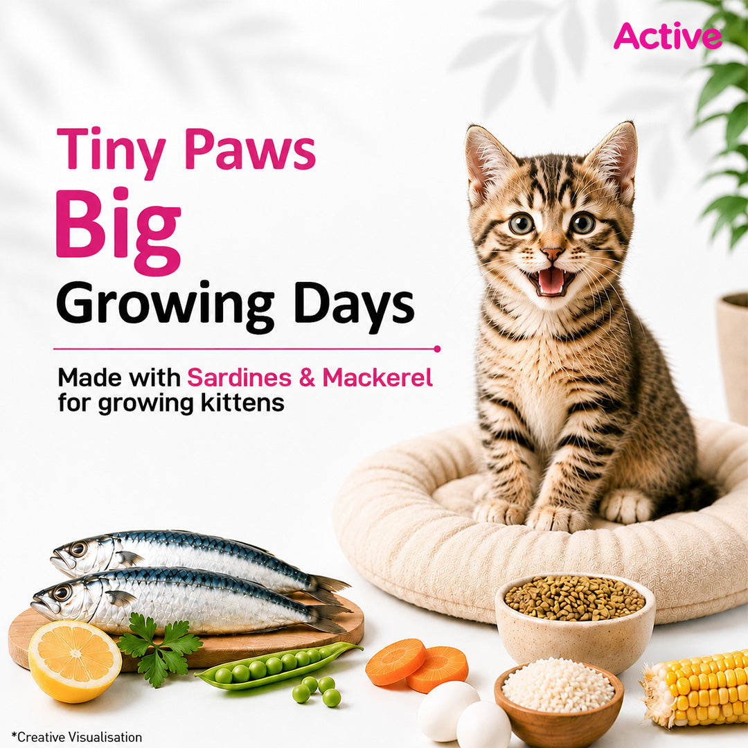 Active Ocean Fish Kitten Cat Dry Food (Buy 1 Get 1) image 2