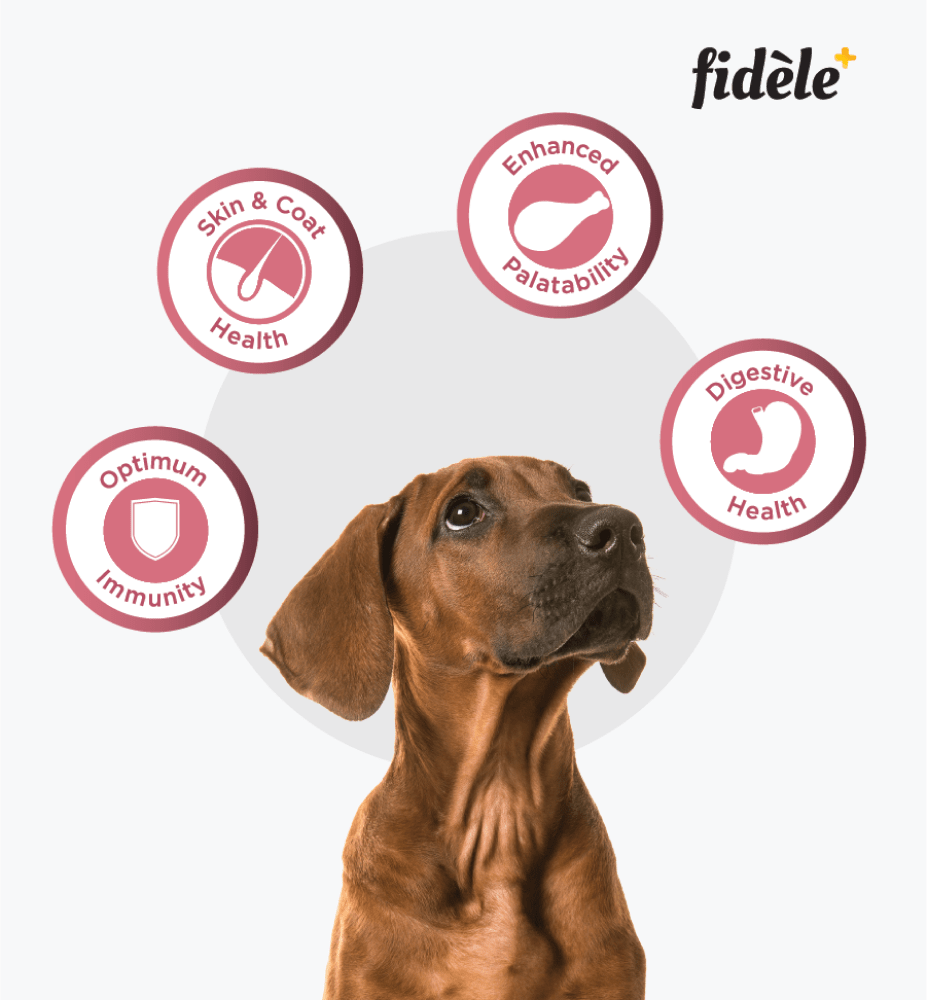 Fidele Plus Small and Medium Puppy Dry Food image 5