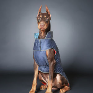 Pet Set Go Wind Sheeter Jackets for Dogs (Blue)