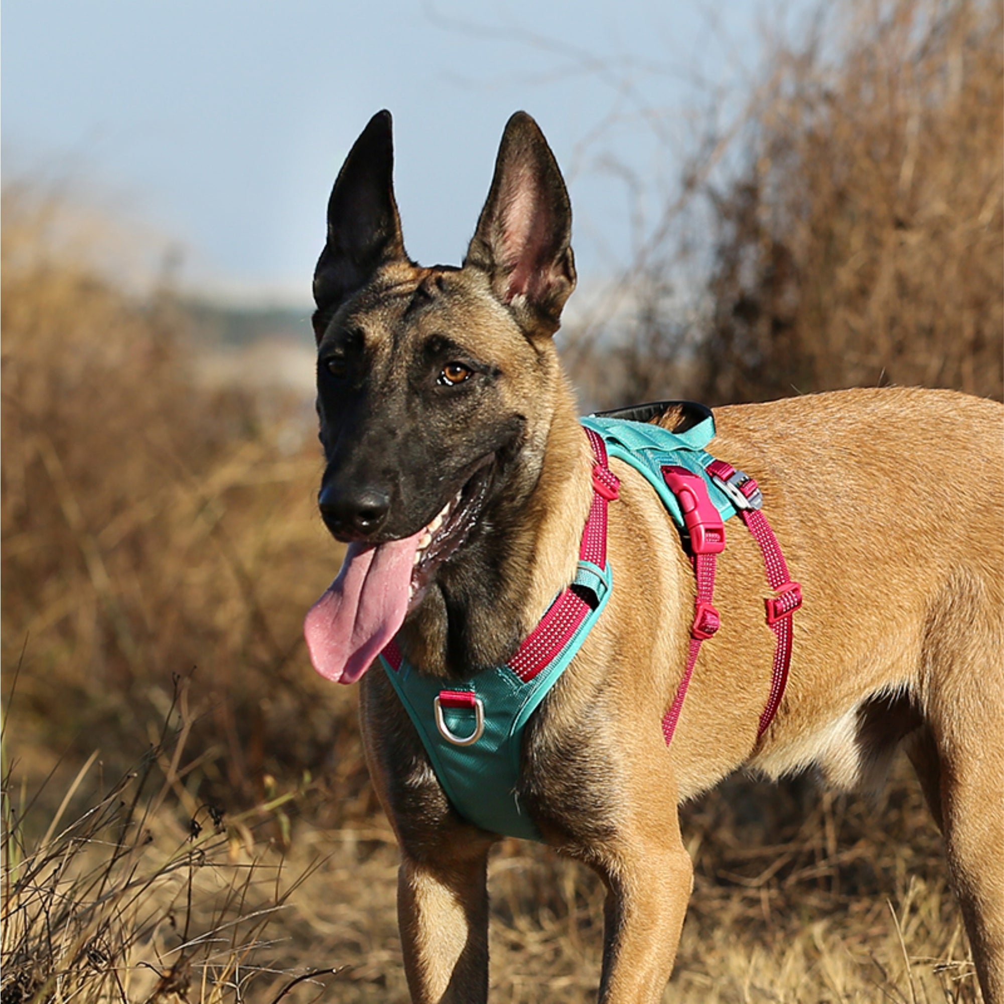 Truelove Escape Proof Harness for Dogs (Army Green) image 8