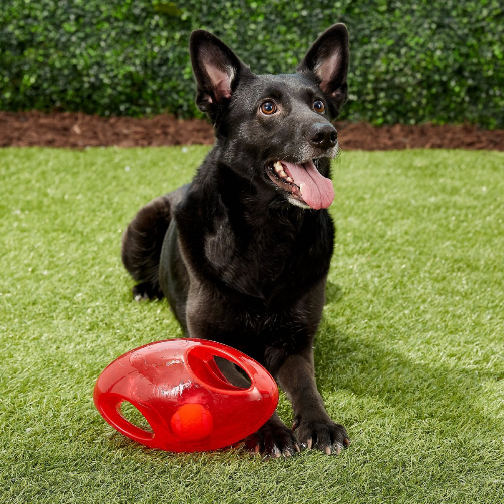 Kong Jumbler Football Toy for Dogs (Purple) image 6