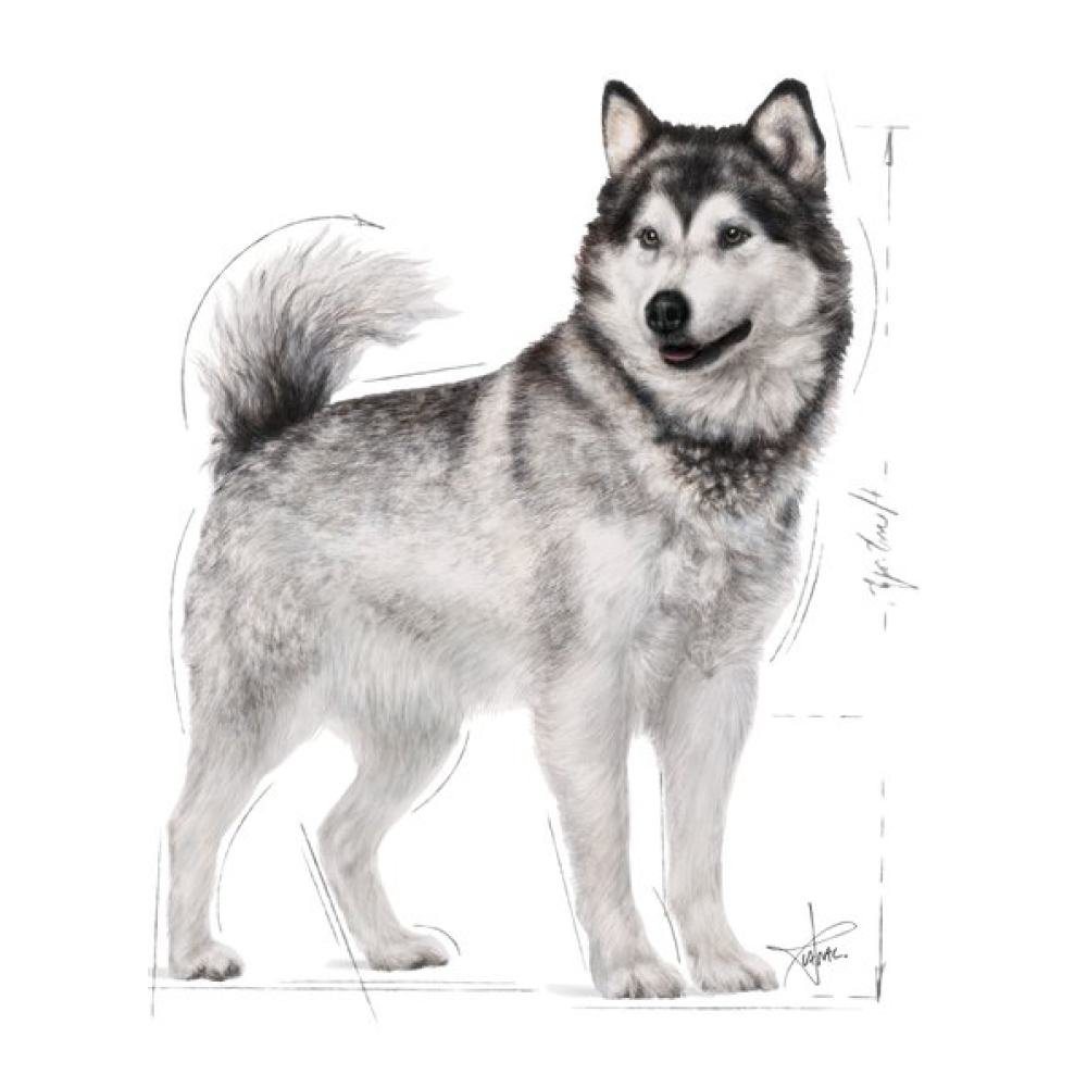 Royal Canin Maxi Jointcare Dog Dry Food image 9