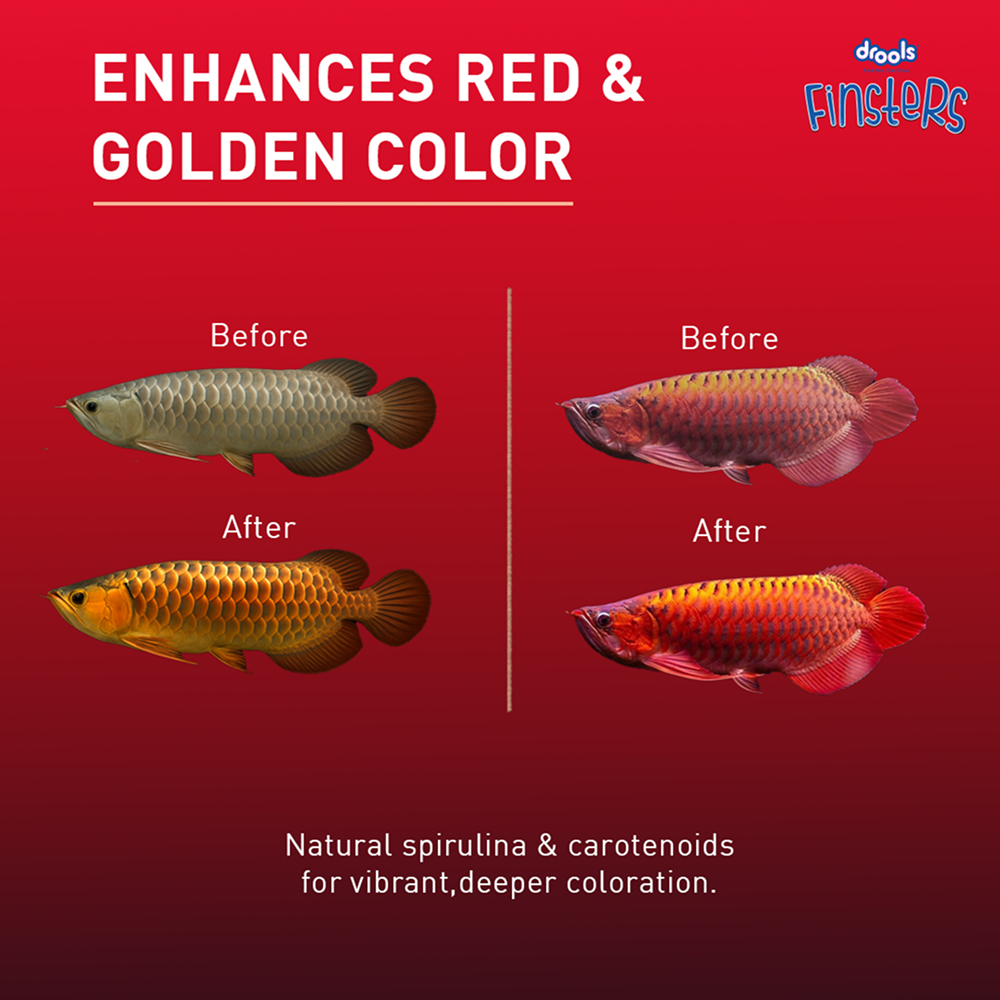 Drools Finsters Arowana Fish Food image 4