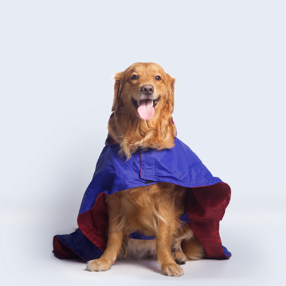 Pet Set Go Cape Style Raincoat for Dogs (Blue) image 9