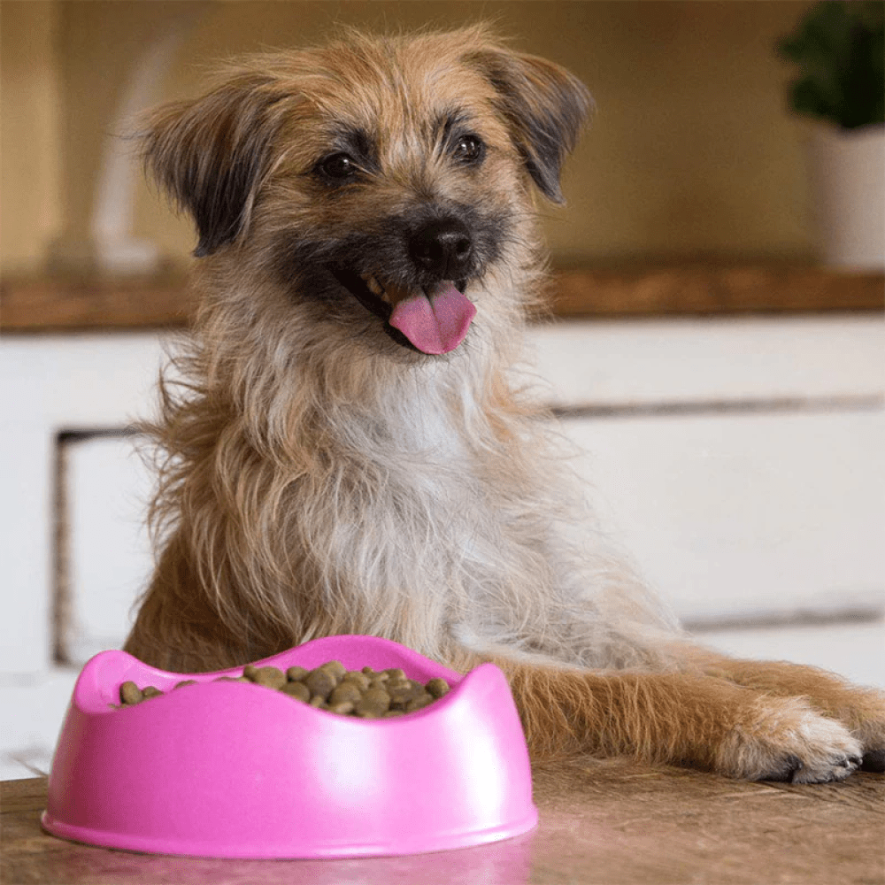 Beco Bowl for Dogs (Pink) image 2