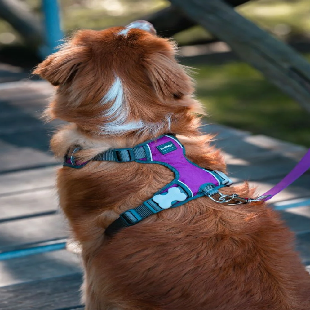 Red Dingo Padded Harness For Dogs (Purple) image 3