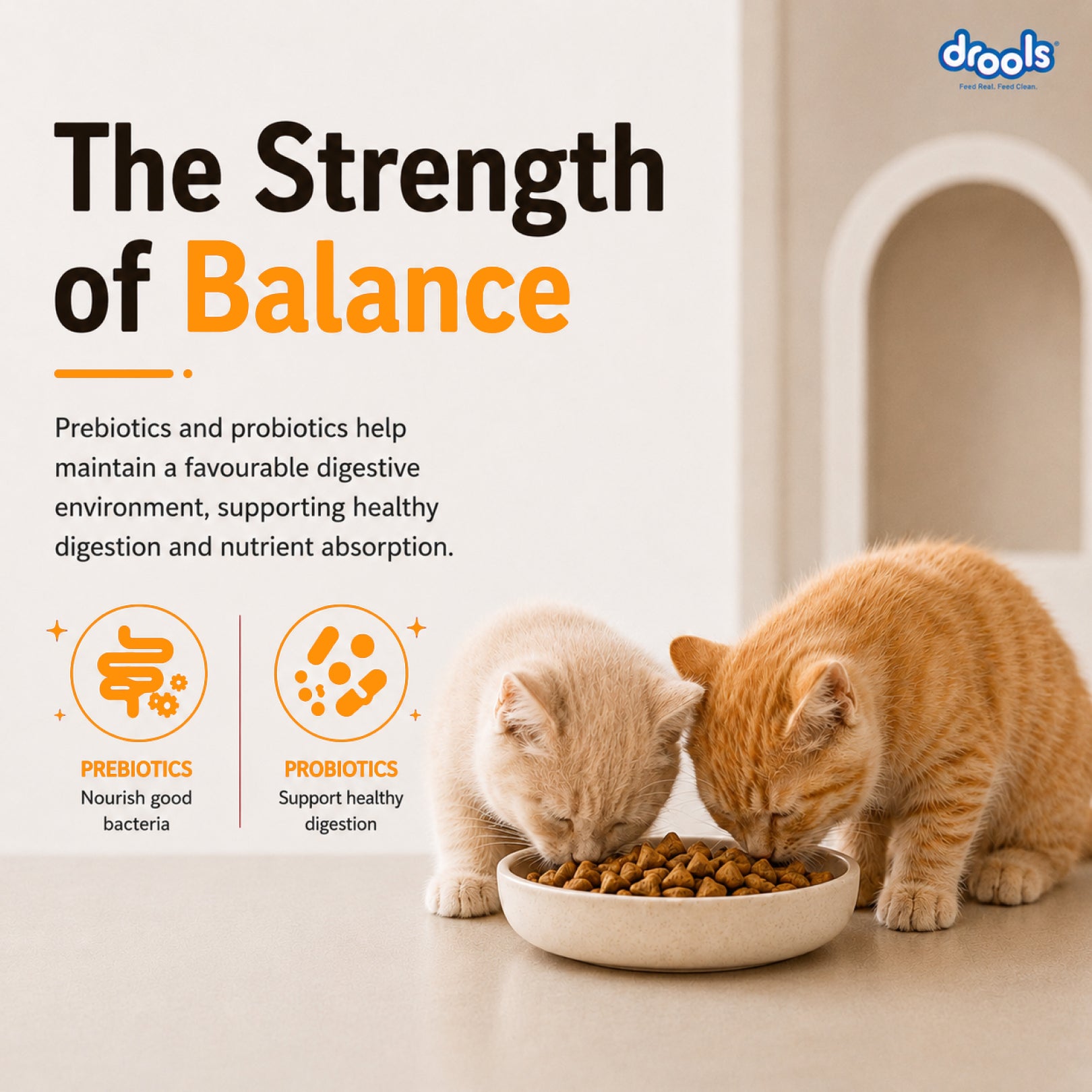 Drools Real Chicken Kitten Dry Food image 6