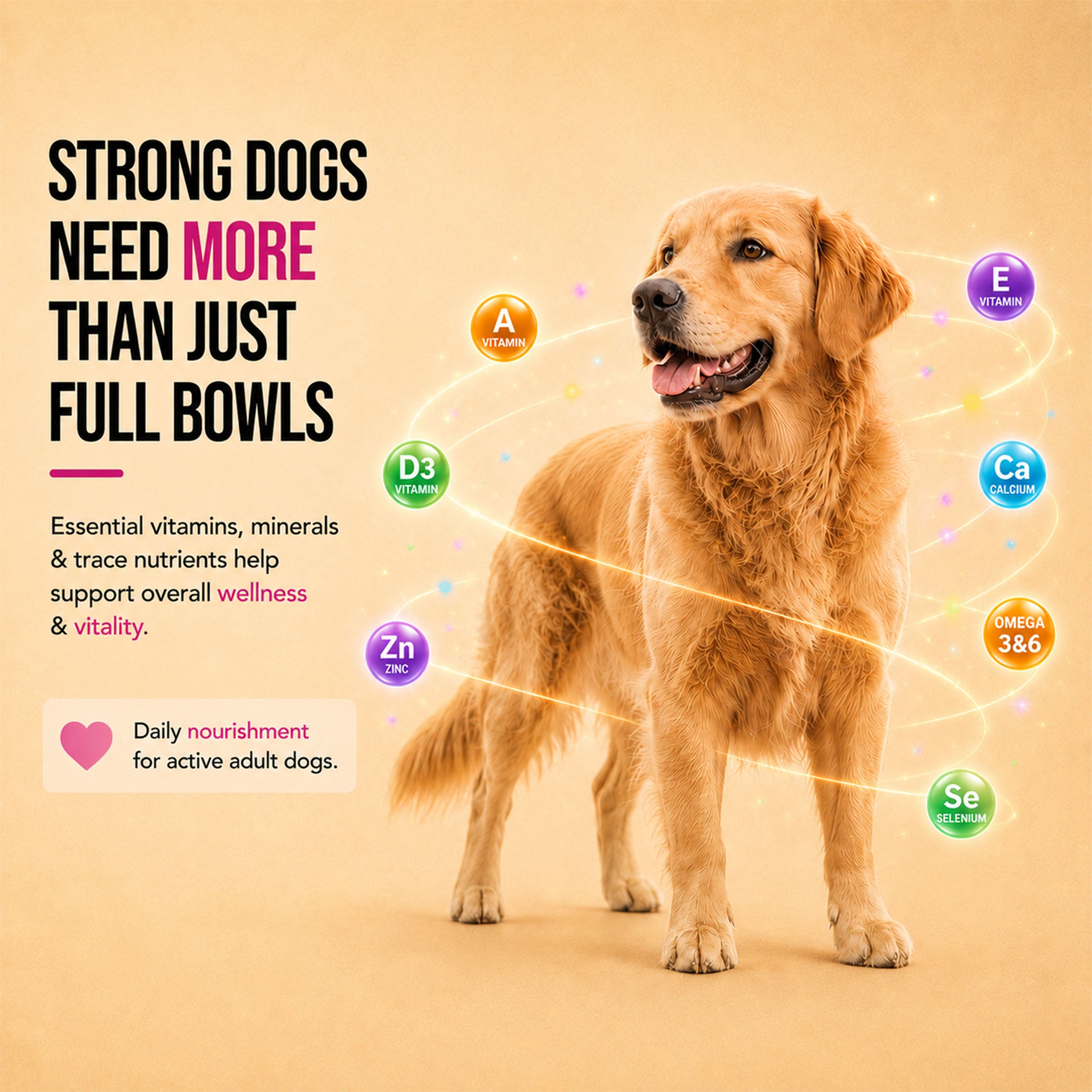 Let's Bite Active Adult Chicken Dry Food for Dogs image 5