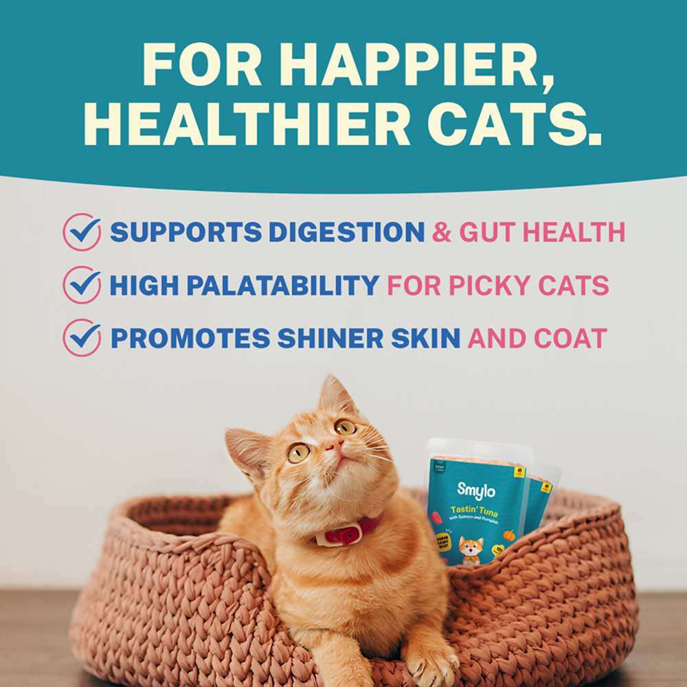 Smylo Kitten Tuna Salmon, Pumpkin, Fresh & No-Preservative Wet Cat Food image 5